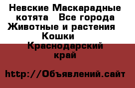 Невские Маскарадные котята - Все города Животные и растения » Кошки   . Краснодарский край